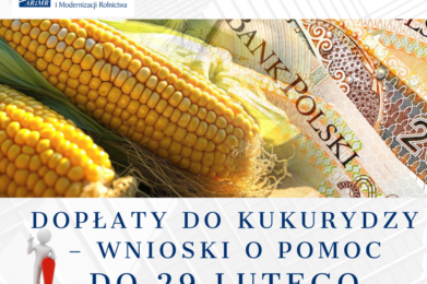 Dopłaty do kukurydzy – wnioski o pomoc do 29 lutego